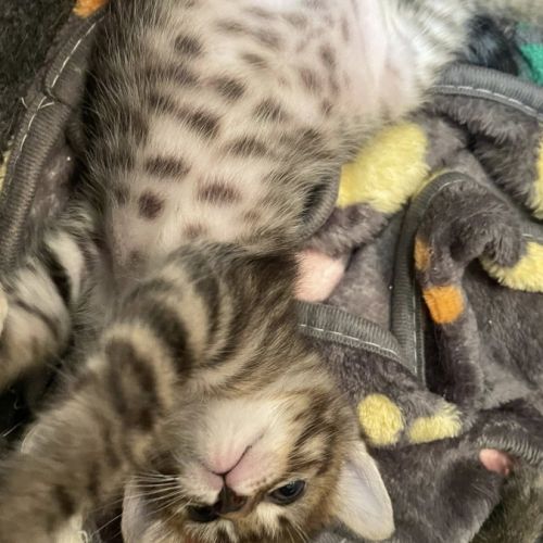 Louna, adorable chaton à l'adoption #2