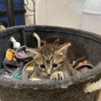 Louna, adorable chaton à l'adoption #1