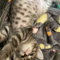 Louna, adorable chaton à l'adoption #2