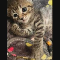 Louna, adorable chaton à l'adoption