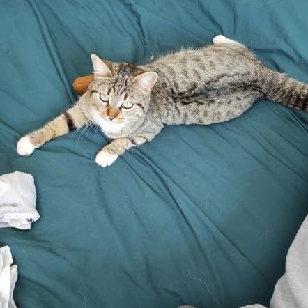 Chat blue à l adoption