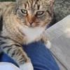 Chat blue à l adoption #2