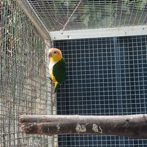 Caique 2025 #1
