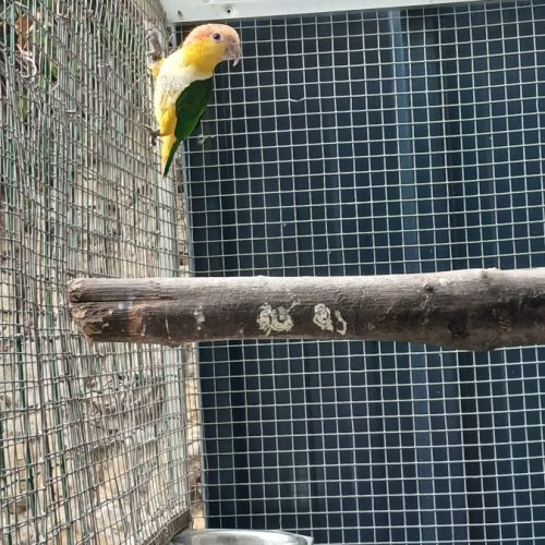 Caique 2025
