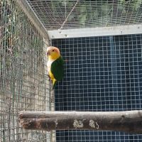 Caique 2025 #1