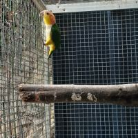Caique 2025 #2