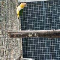 Caique 2025 #0