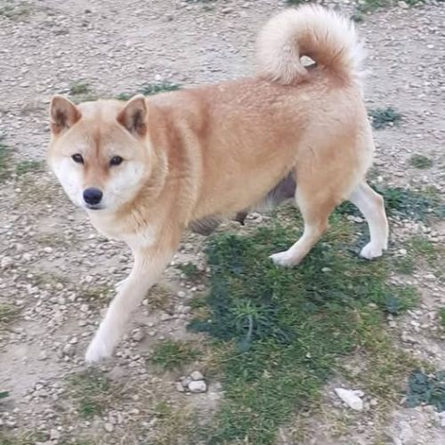 Chien pearl à l adoption