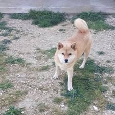 Chien pearl à l adoption #2