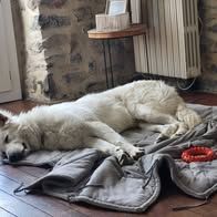 Chien win à l adoption #3