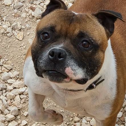 Chien sam à l adoption