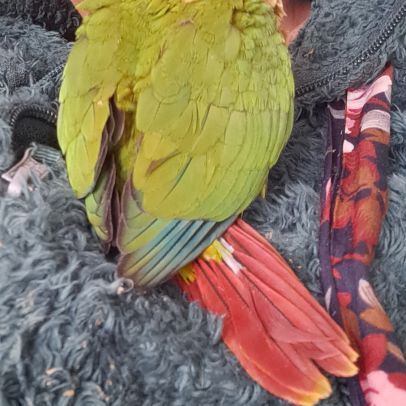 Conure molinae pour eam #8