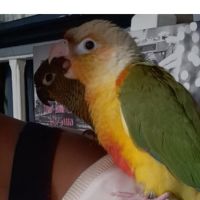 Conure molinae pour eam #1