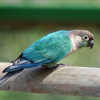 Conure molinae pour eam #2