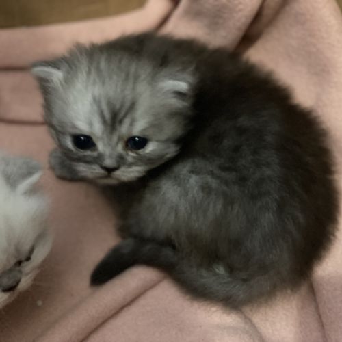 Chatons persans à réserver #1