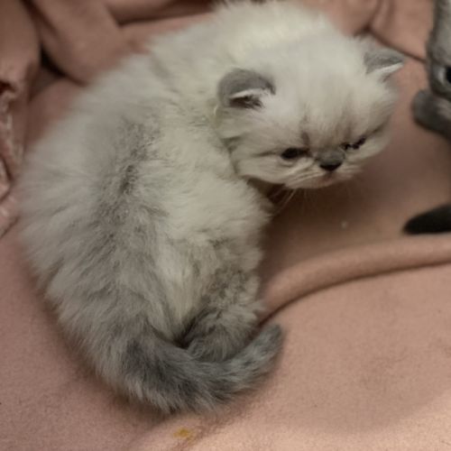 Chatons persans à réserver #2