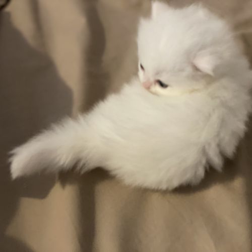 Chatons persans à réserver #6
