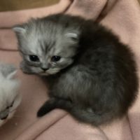 Chatons persans à réserver #1