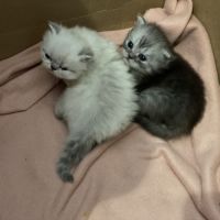 Chatons persans à réserver #4