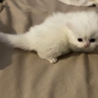 Chatons persans à réserver #5