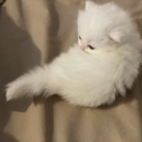 Chatons persans à réserver #6