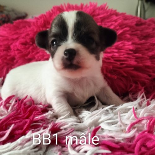 Chiots type chihuahua poils longs #1