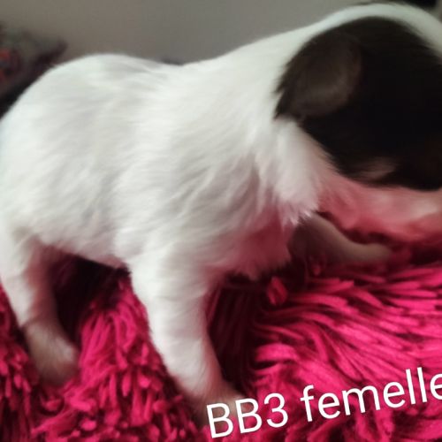 Chiots type chihuahua poils longs #2