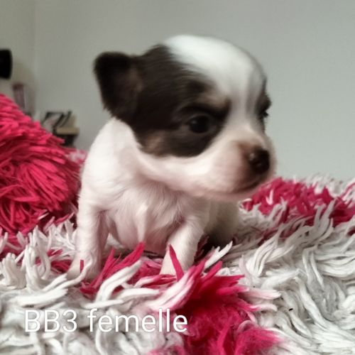 Chiots type chihuahua poils longs #3