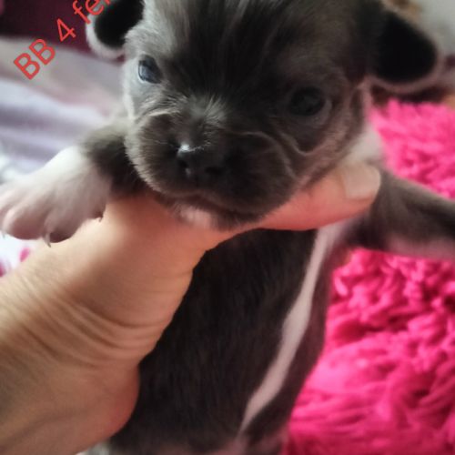 Chiots type chihuahua poils longs #4