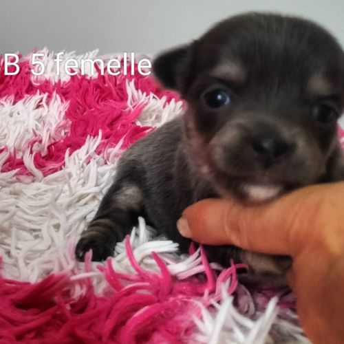 Chiots type chihuahua poils longs #0