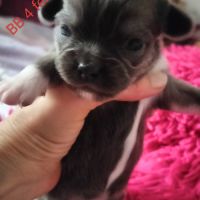 Chiots type chihuahua poils longs #4