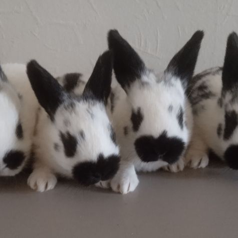 Lapins