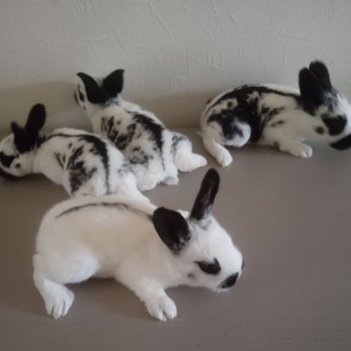 Lapins #2