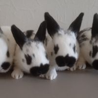 Lapins #0