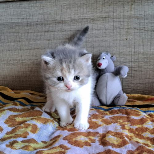 Adorables chatons scottish straight #2