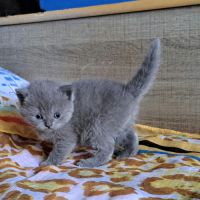 Adorables chatons scottish straight #0