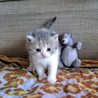 Adorables chatons scottish straight #2