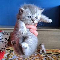 Adorables chatons scottish straight #3