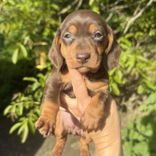 Sublimes chiots teckels kaninchen papa champion #1