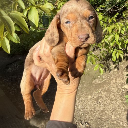 Sublimes chiots teckels kaninchen papa champion #3