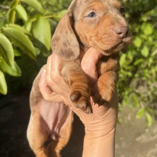 Sublimes chiots teckels kaninchen papa champion #4