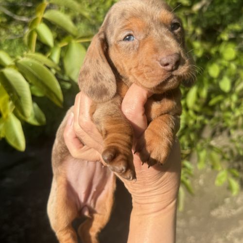 Sublimes chiots teckels kaninchen papa champion #5