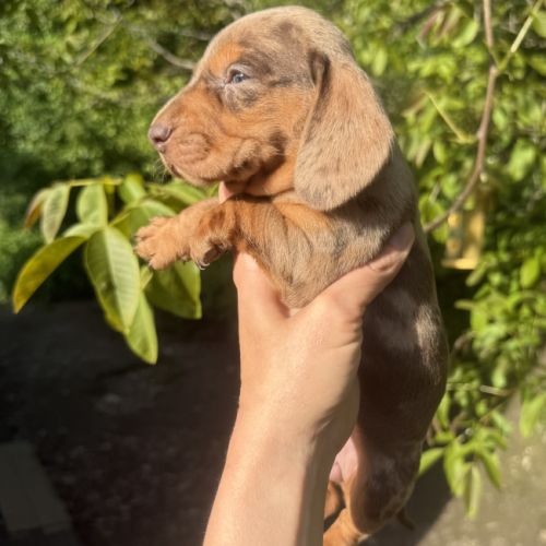 Sublimes chiots teckels kaninchen papa champion #6