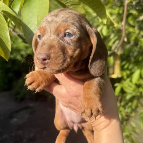 Sublimes chiots teckels kaninchen papa champion #8