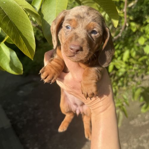 Sublimes chiots teckels kaninchen papa champion #9