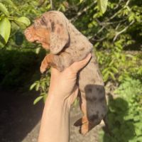 Sublimes chiots teckels kaninchen papa champion #2
