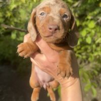 Sublimes chiots teckels kaninchen papa champion #7