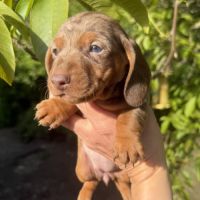 Sublimes chiots teckels kaninchen papa champion #8