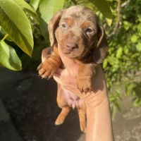 Sublimes chiots teckels kaninchen papa champion #9