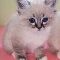 Sacré de birmanie #2